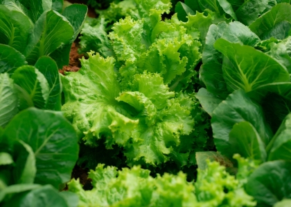  Rau củ chuẩn VietGap Đà Lạt 