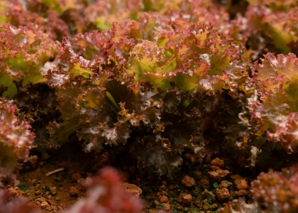 Rau củ hữu cơ Đà Lạt