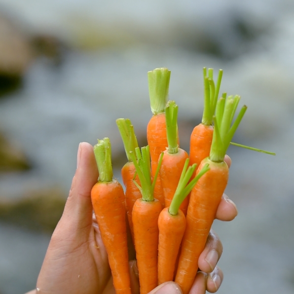 Cà Rốt